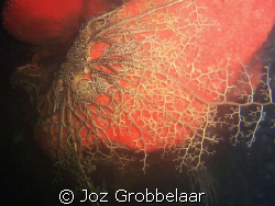 Basket star enjoy the comfort of a nice red spunge coral ... by Joz Grobbelaar 